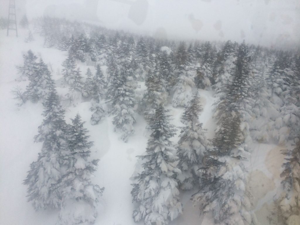 Mount Zao Trees