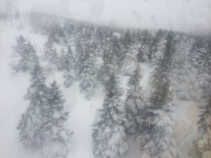 Mount Zao Trees