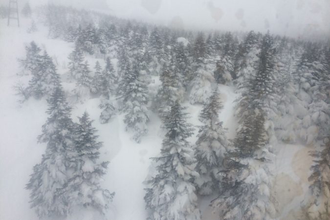 Mount Zao Trees