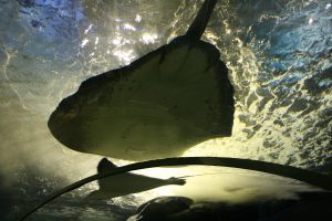 Manta Ray