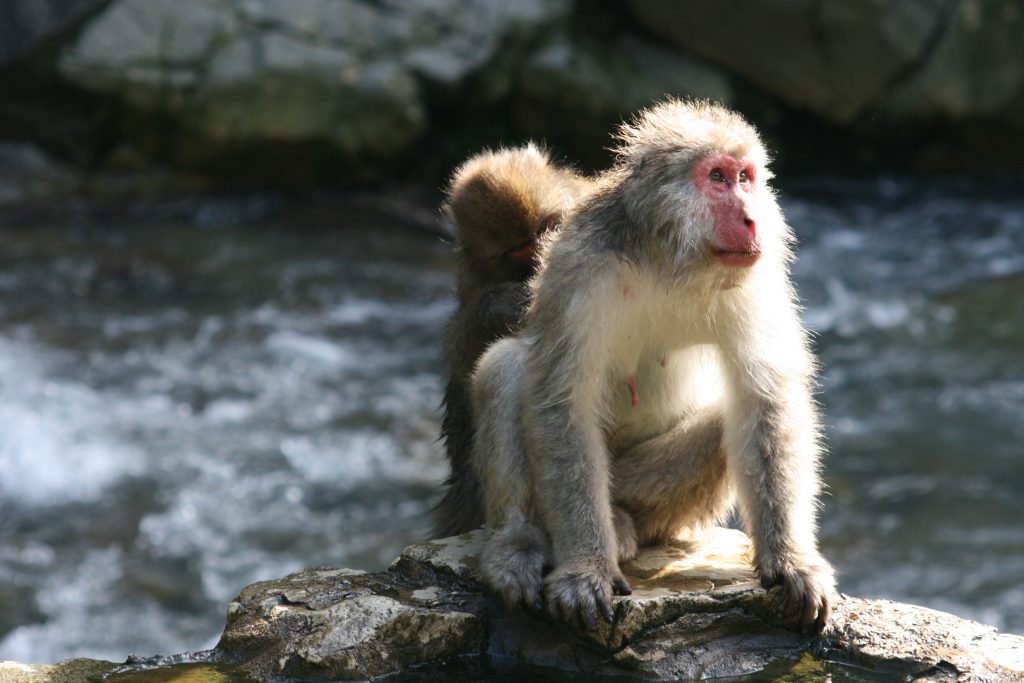 Nagano Monkeys