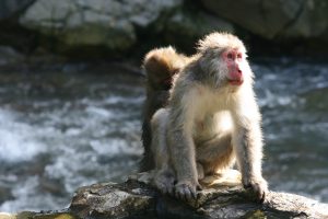 Nagano Monkeys
