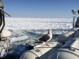 Sea Ice