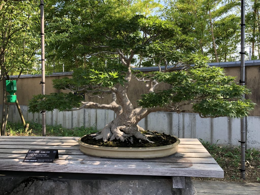 Bonsai Tree