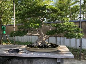 Bonsai Tree