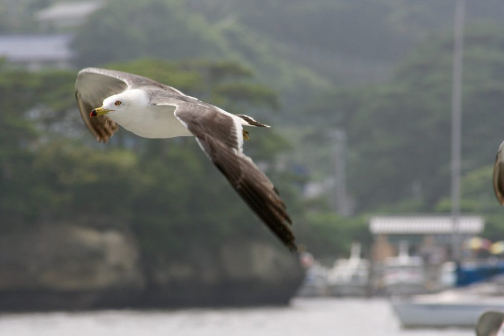 Seagulls @ Matsushima